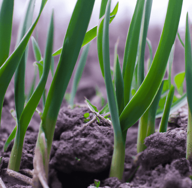 Onion and Garlic Barrier