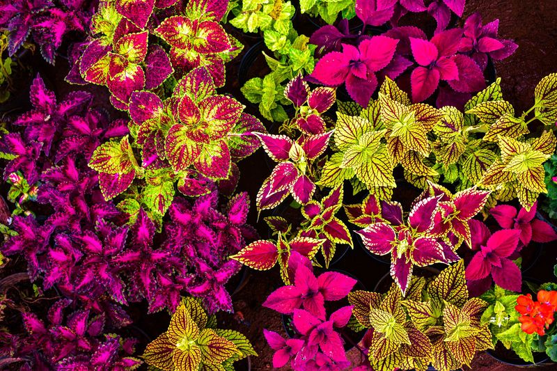 Coleus (Plectranthus scutellarioides)