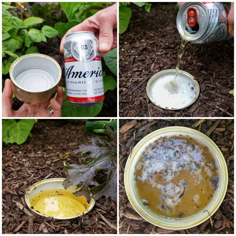 Use Beer Traps for Slugs & Snails