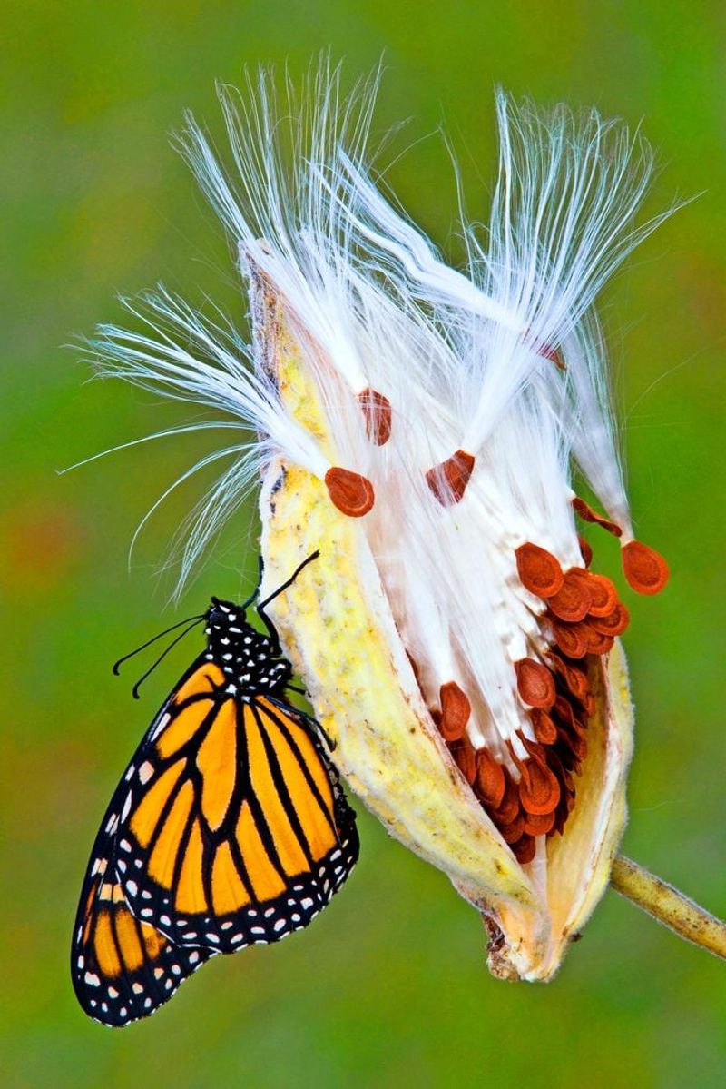 Milkweed (Asclepias)