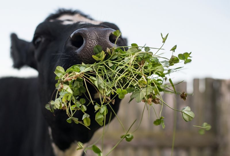 Clover in Livestock Feed