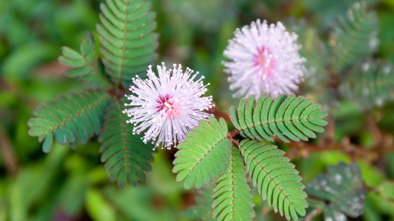 Sensitive Plant
