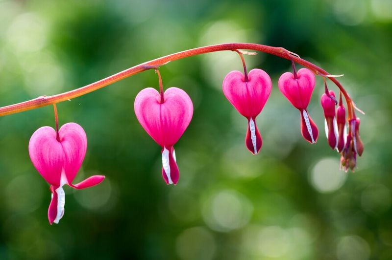Bleeding Heart