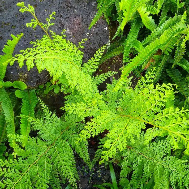 Hawaiian Fern Gardens