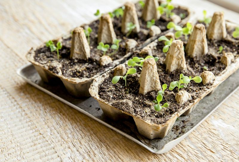 DIY Egg Carton Seed Starter