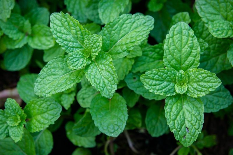 Mint Plants