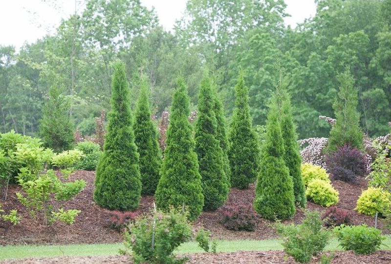 Arborvitae (Thuja)