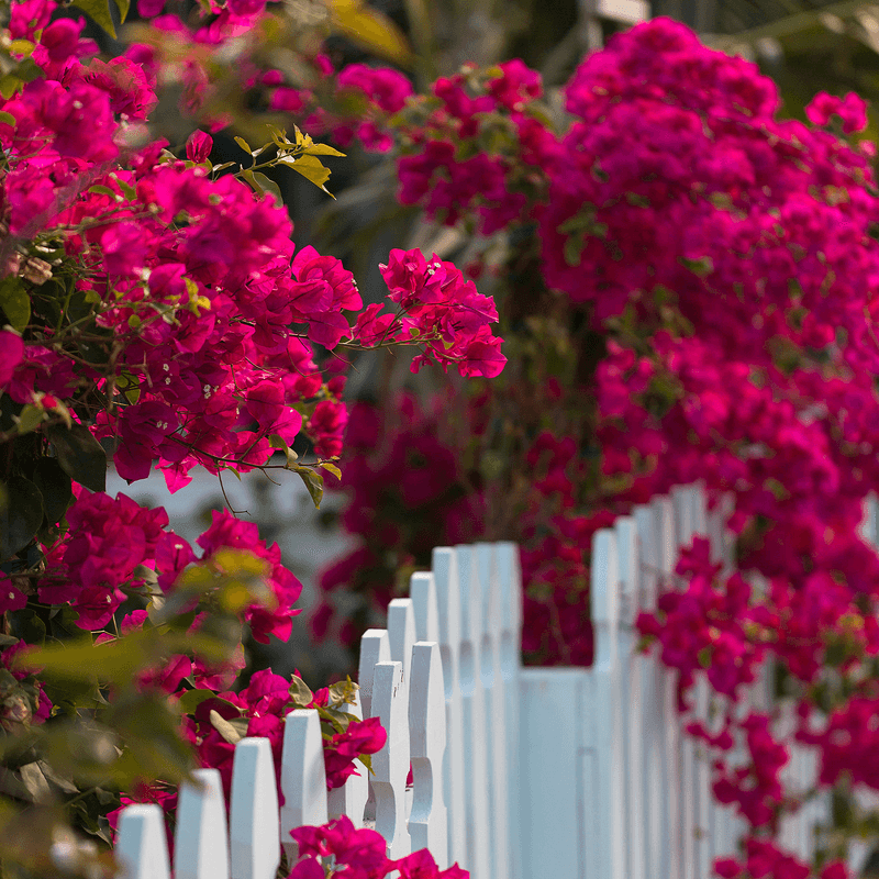 Bougainvillea