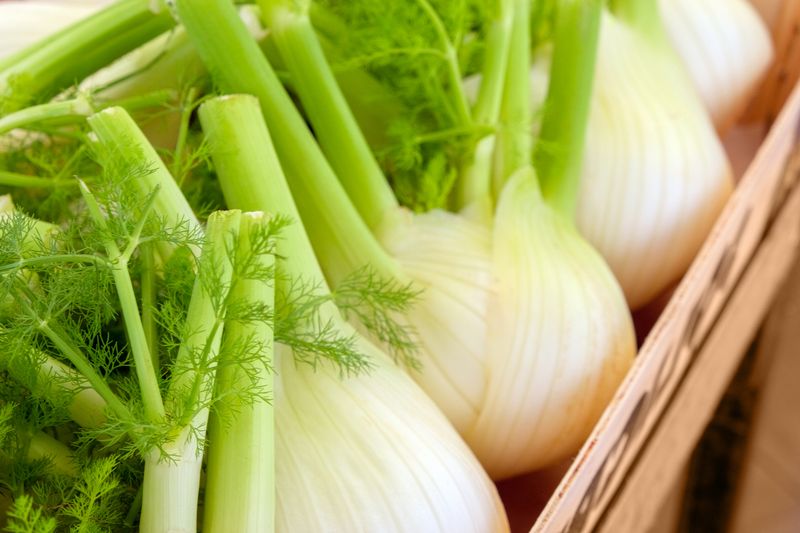 Fennel