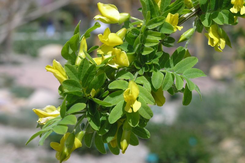 Siberian Pea Shrub