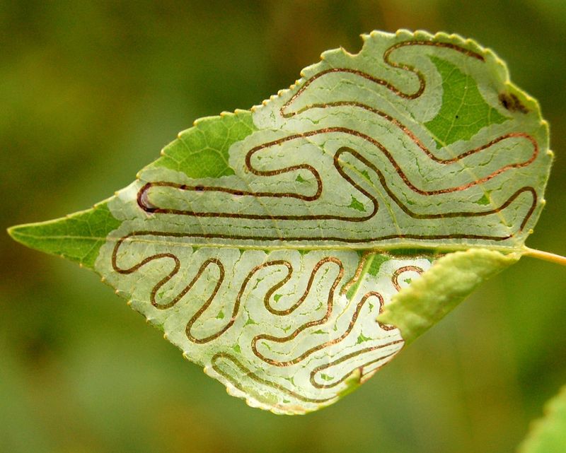 Leaf Miners