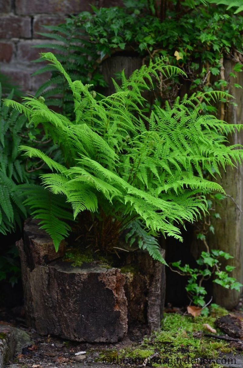 Fern and Shade Plants