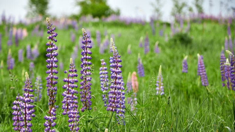 Lupines