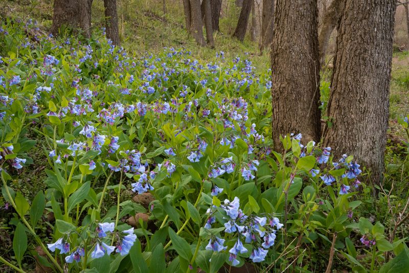 Virginia Bluebells (Mertensia virginica)