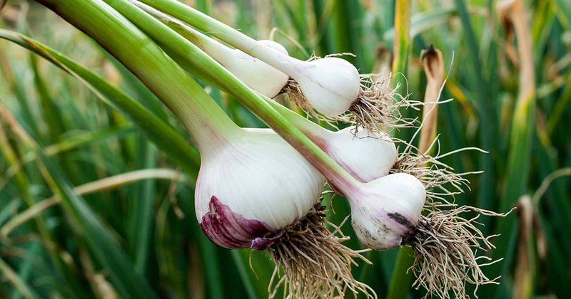 Garlic
