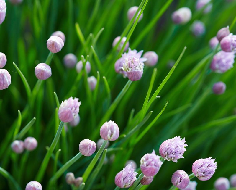Chives (Allium schoenoprasum)