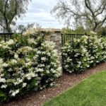 12 Living Fences and Natural Borders: Beautiful Alternatives to Wood ...
