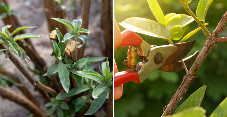 Common Mistakes To Avoid When Pruning A Butterfly Bush In The Spring