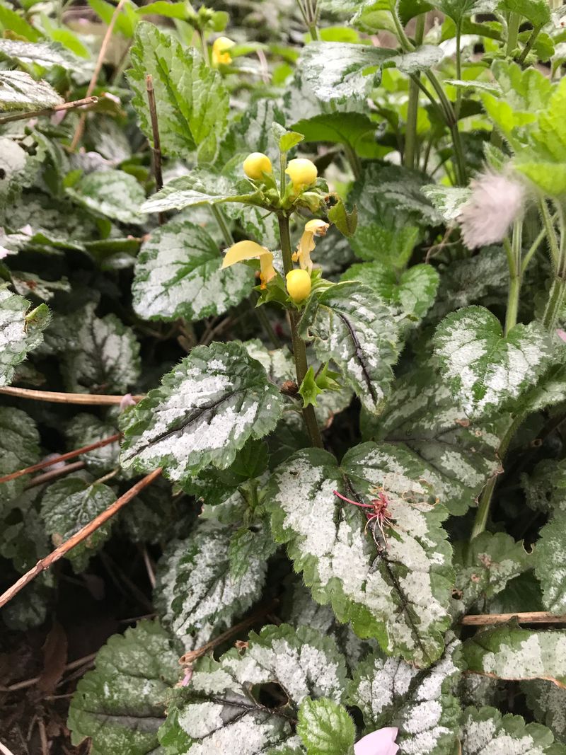 Yellow Archangel