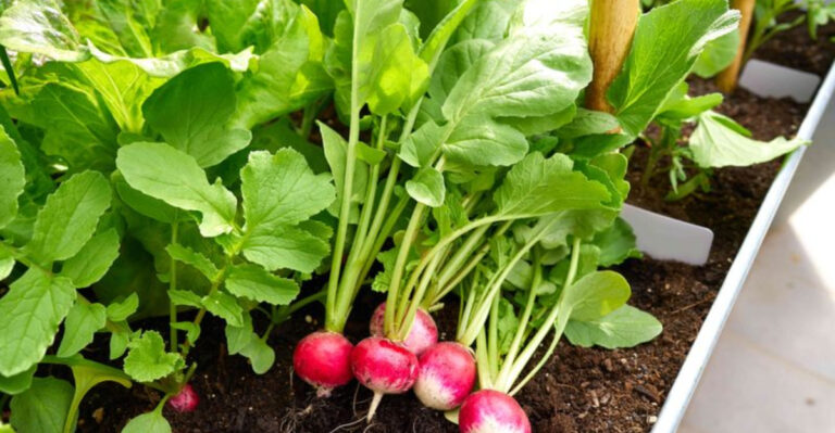 Companion Planting Cheat Sheet for Beginners