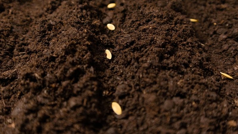 Timing Based on Climate