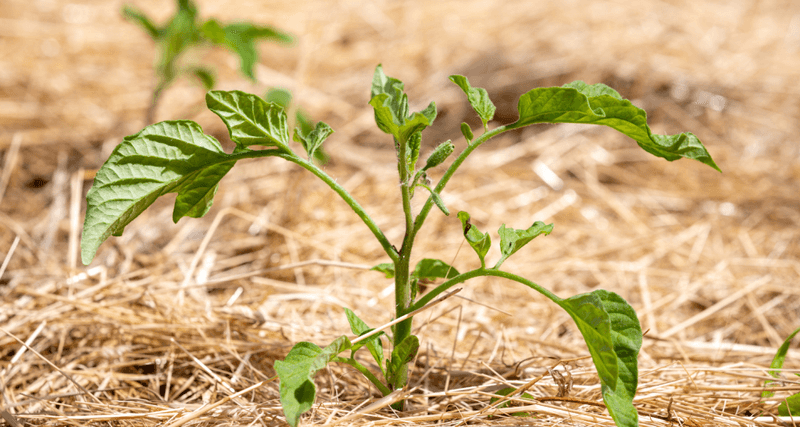 Mulching for Moisture Retention