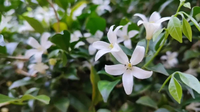 Epsom Salt Enrichment