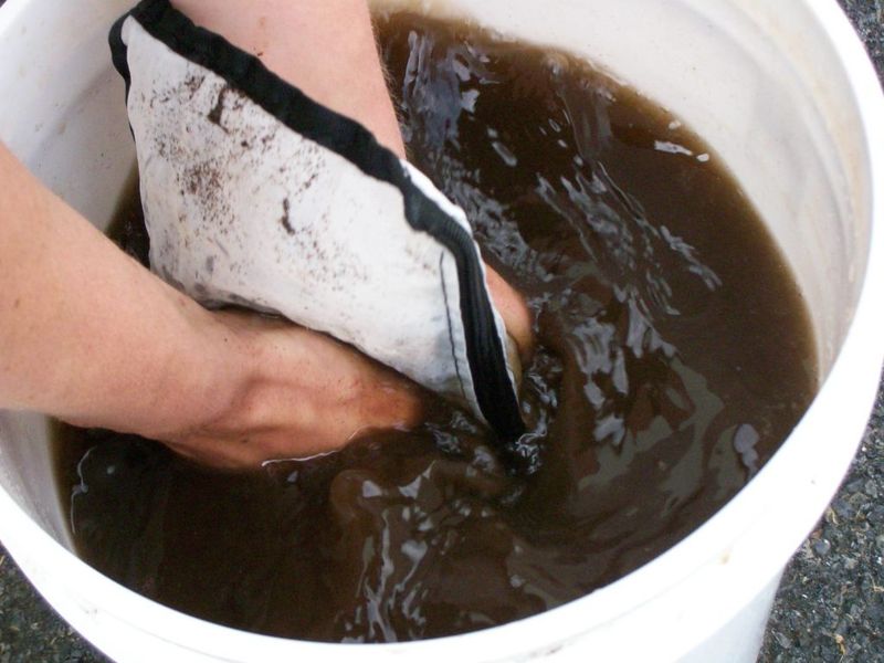 Compost Tea and Soil Health