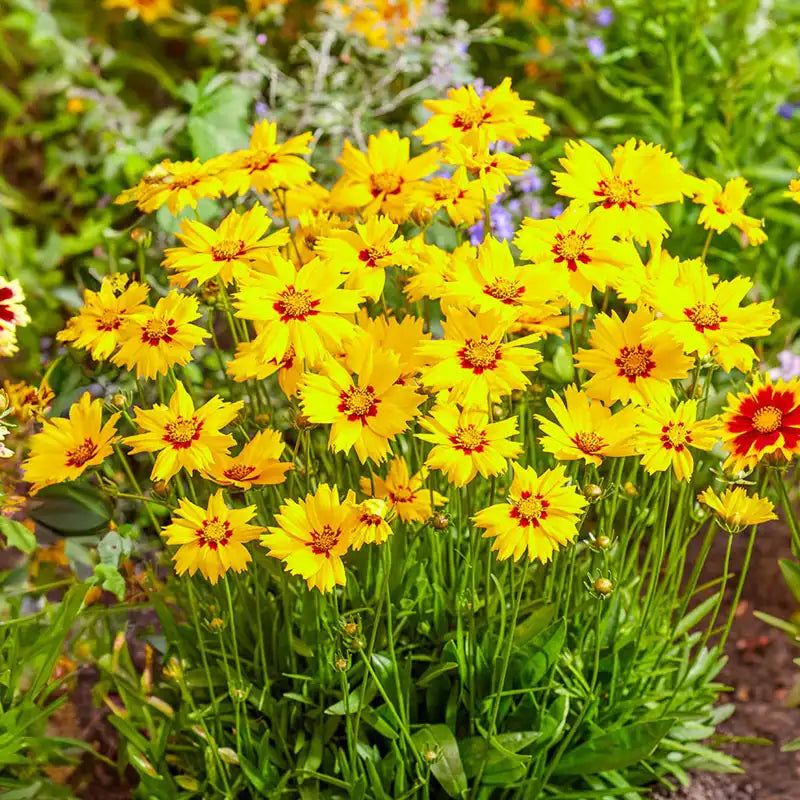 Coreopsis