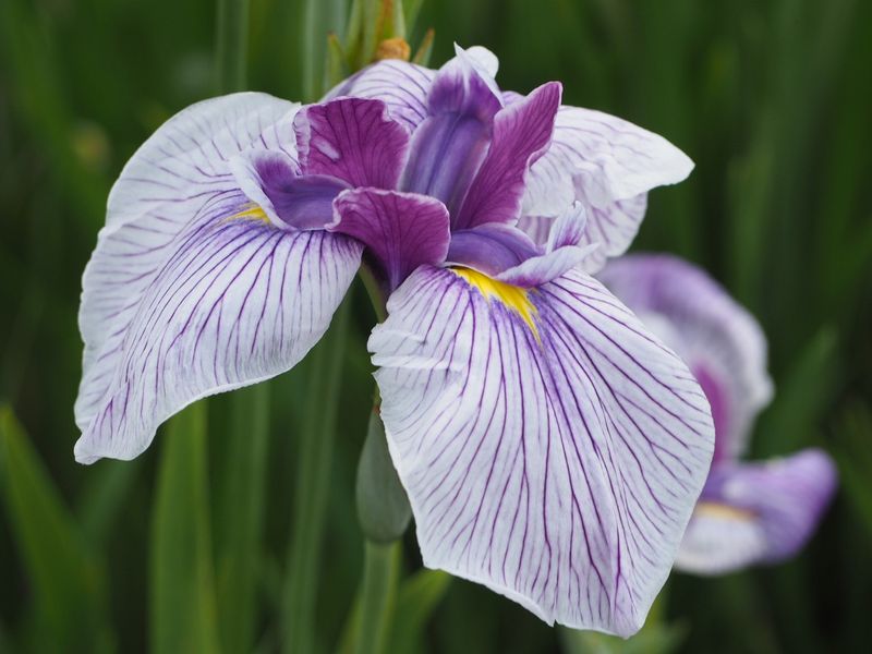 Japanese Iris