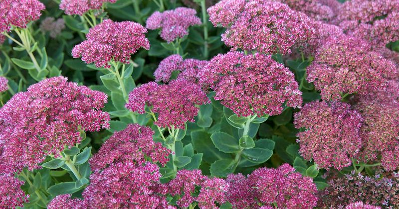 Sedum