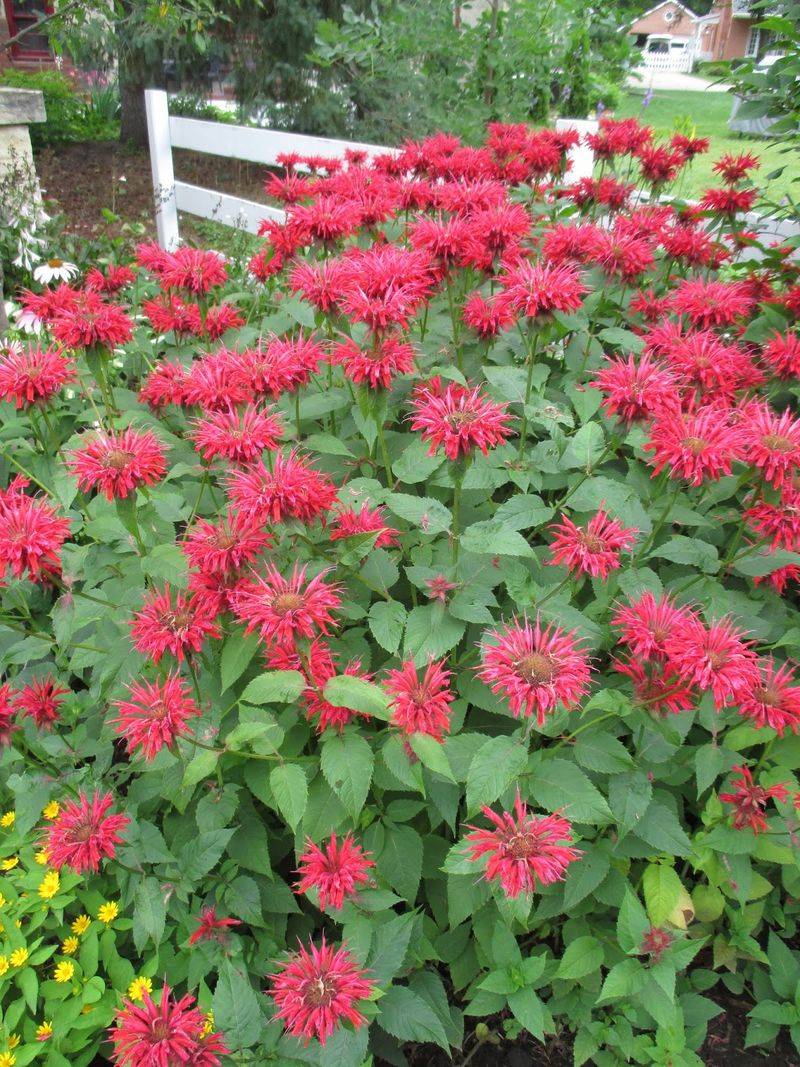 Bee Balm (Monarda)