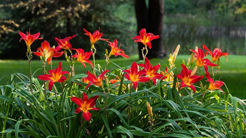 Daylily (Hemerocallis)