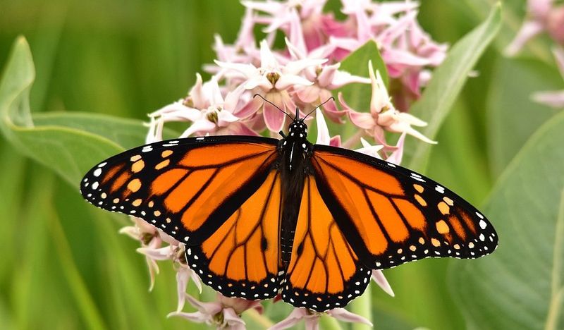 Milkweed (Asclepias spp.)