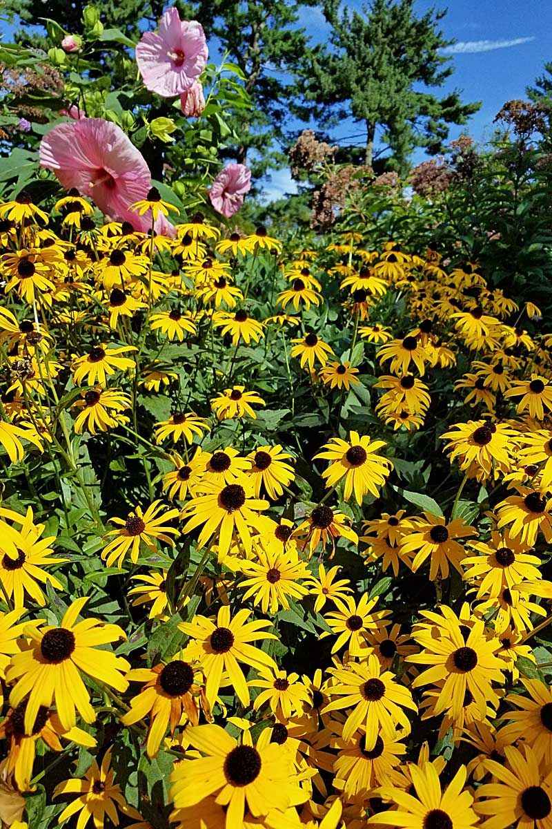 Black-Eyed Susans