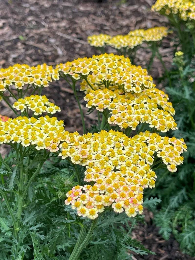 Yarrow