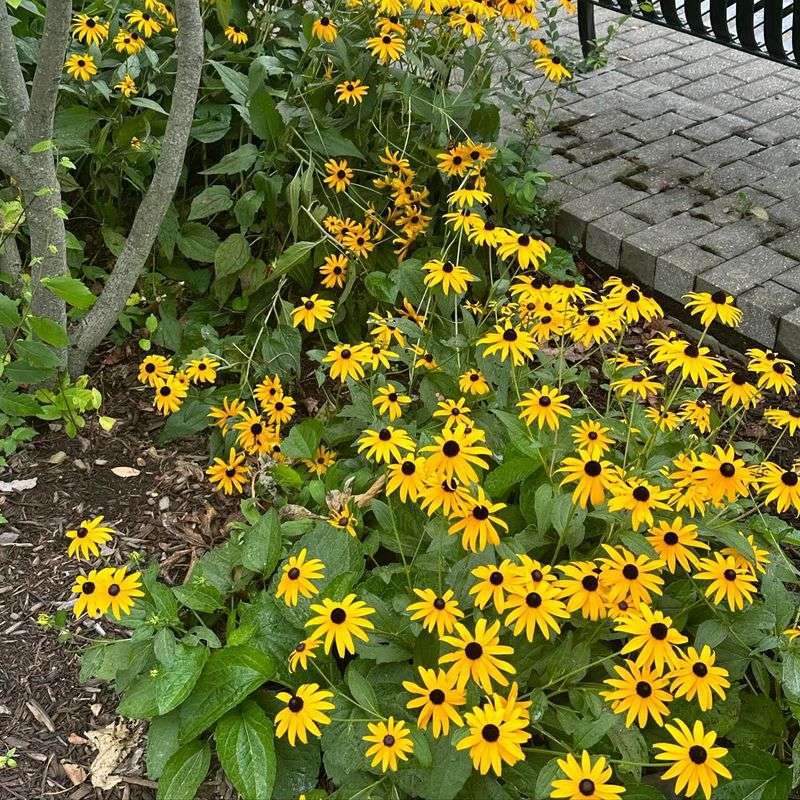 Black-eyed Susan