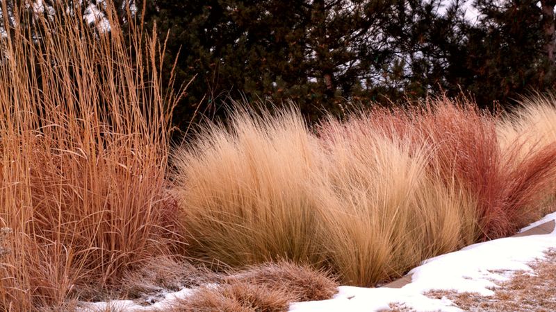 Ornamental Grasses