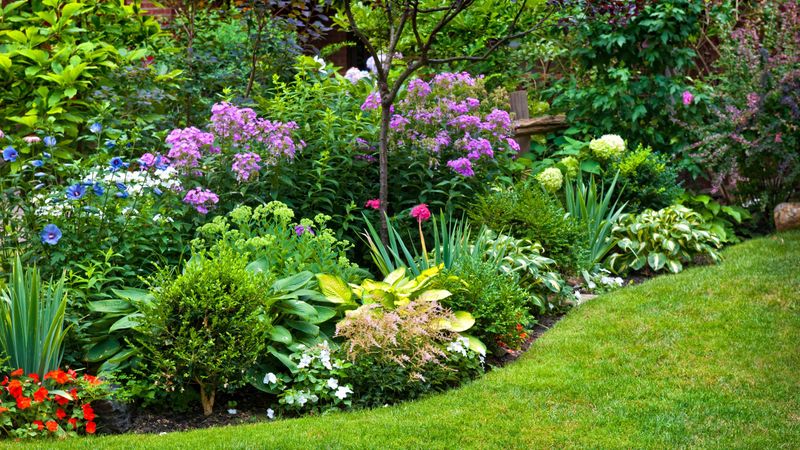 Perennial Border