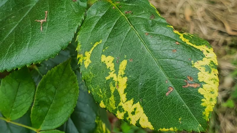 Buy Certified Disease-Free Seeds & Plants