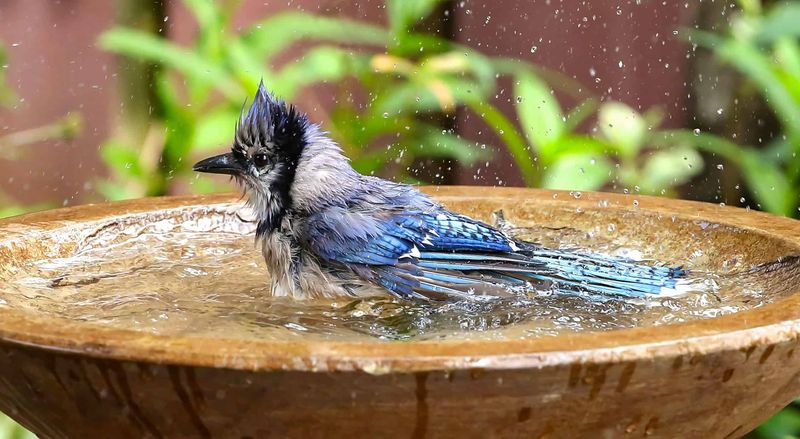 Attract Birds – Install a birdbath; chickadees eat caterpillars and beetles.
