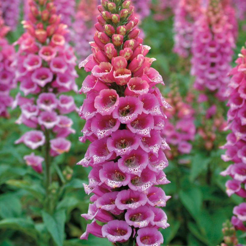 Foxglove
