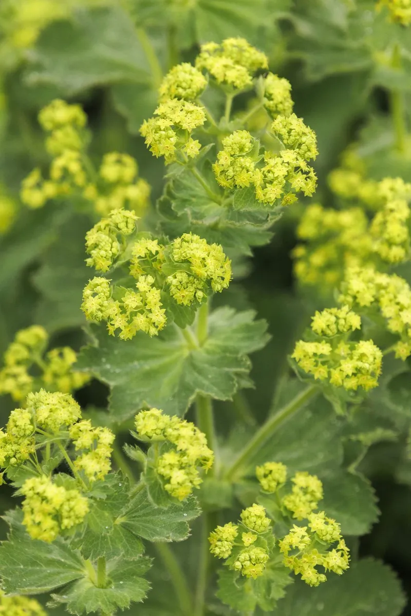 Lady's Mantle