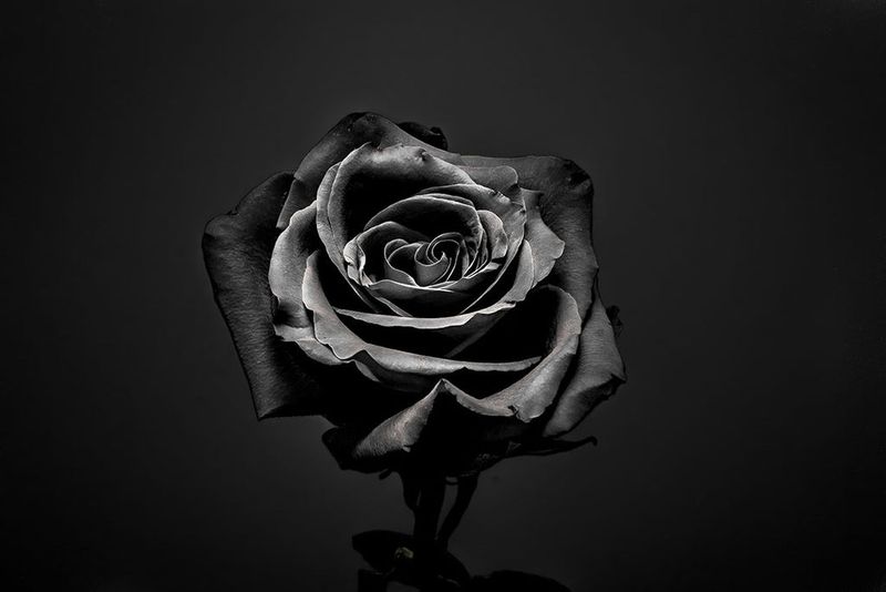 Black Rose