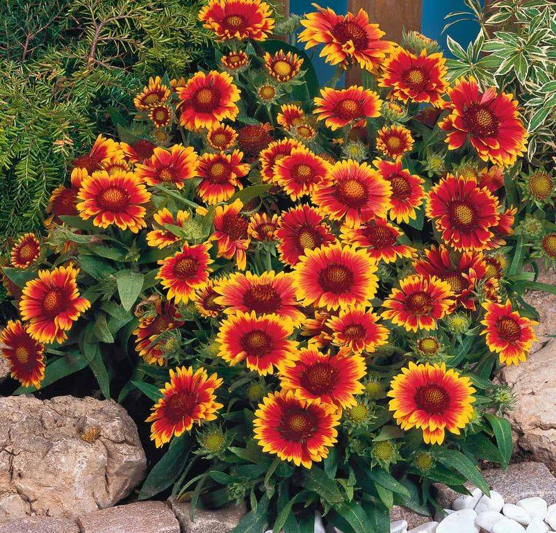 Gaillardia