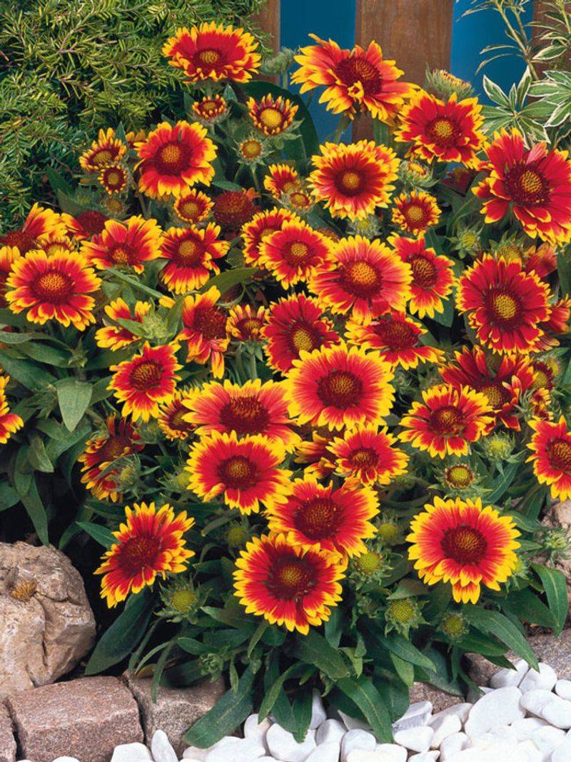 Gaillardia