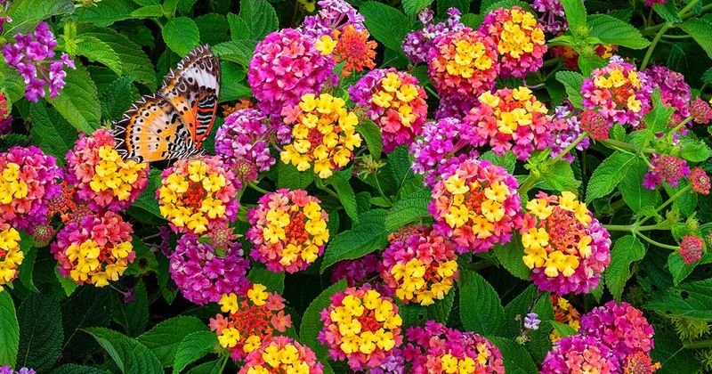 Lantana