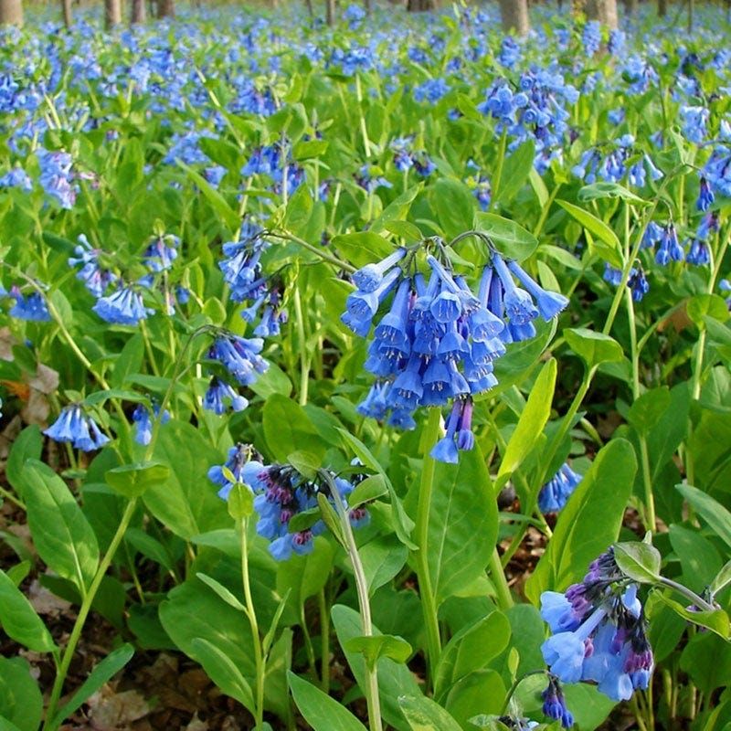 Virginia Bluebells (Mertensia virginica)