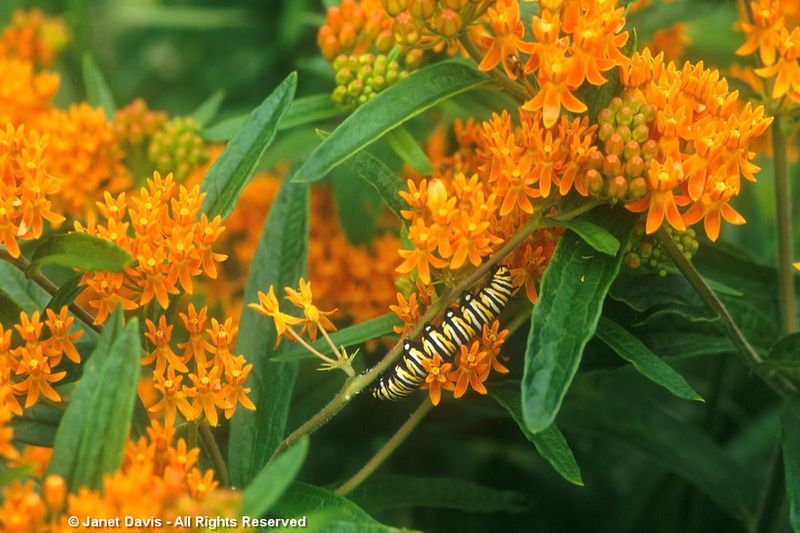 Butterfly Milkweed (Asclepias tuberosa)