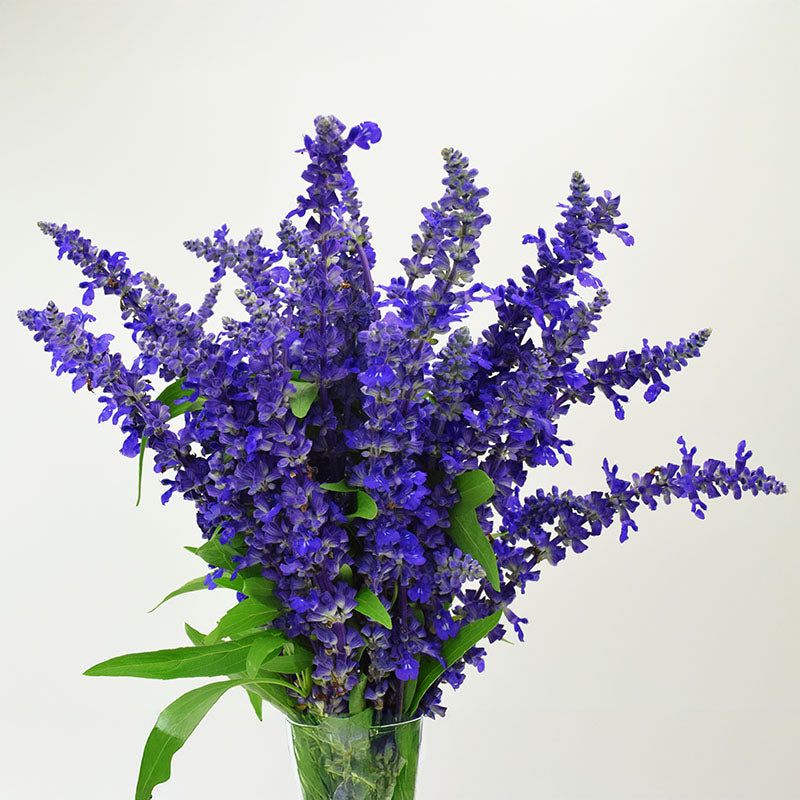 Salvia (Salvia nemorosa)
